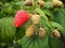 Raspberries ripening on a bush