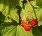 Raspberries - Rosaceae accidentalis