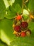 Raspberries - Rosaceae accidentalis - 2