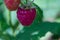 Raspberries in the shade hanging in the summer on a raspberry bush with green leaves in the garden