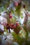 Raspberries in the snow in September