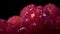 Raspberries sprinkle with drops of water on a black background Close up, view.