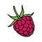 raspberries . Vector illustration