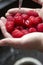 Raspberries washing under the sink female hands.