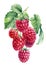 Raspberry berries on a branch, isolated white background. Watercolor botanical illustration