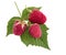 Raspberry berries with green leaf. Healthy food fresh fruit, iso