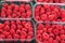 Raspberry berry in containers on sale