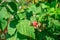 Raspberry berry on a green bush. Delicious summer dessert. Growing and caring for plants in the garden