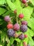 Raspberry and Blackberry Hybrid. juicy ripening berries of loganberry. Tayberry