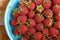 Raspberry in blue dish on old vintage wooden table.