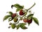 Raspberry branch botanical vintage illustration clip art isolate