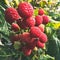 Raspberry branch, many red berries, ripe berries