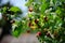 raspberry on the branches with green leaves