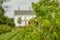 raspberry bush on the background of the building of the farm house