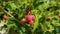 Raspberry bush in garden. Ripe berries