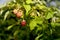 Raspberry bush with unripe berries