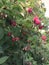 Raspberry bushes with lots of delicious, ripe red and unripe berries