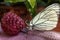 Raspberry and butterfly - fantastic scene on the balcony.