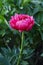 Raspberry Charm  pink flower peony lactiflora in summer garden