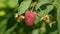 Raspberry closeup in garden