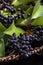 Raspberry clusters next to green and fresh leaves  of plants with a black background ..