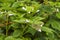 A raspberry crop with leaf damage