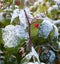 Raspberry in early snowfall. Raspberries covered with fresh sn