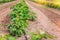 Raspberry field growing with drip irrigation system