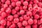 Raspberry. Fresh organic berries. Background from fresh raspberrys.