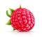 Raspberry. Fresh organic berry. Vector illustration.