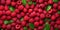 Raspberry fruit organic for healthy food, copy space background