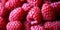 Raspberry fruit panoramic background. Super food close up. Source of vitamins and antioxidants. Macro photo