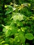 raspberry garden bush stem green leaves young branches