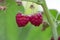 Raspberry on a green branch. Ripe reddish-pink raspberries in garden. Red sweet berries growing on raspberry bush in fruit garden.