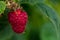 Raspberry growing on bush in a field