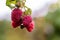 Raspberry growing on bush in a field