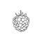 Raspberry hand drawn sketch icon.