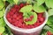 Raspberry harvest. Ripe raspberries in a bucket