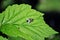 Raspberry leaf with green fly sitting on it close up detail, green bush soft bokeh