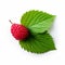 Raspberry Leaf On White Background: A Delicate And Vibrant Image