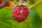 Raspberry, nature sweet macro berry. Nature