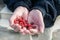 Raspberry in the palm of an old senior man. a close-up image of the hands of an experienced seated gardener holding raspberries in