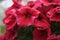 Raspberry Petunia in a pot for the street