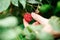 Raspberry picking