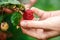 Raspberry picking