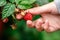 Raspberry picking