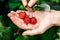 Raspberry picking