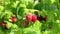 Raspberry plant closeup