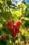 Raspberry plant with ripe red raspberries outside on sunny day in an orchard, generative AI
