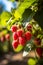 Raspberry plant with ripe red raspberries outside on sunny day in an orchard, generative AI
